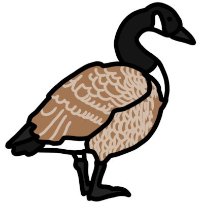 a Canada goose facing the right.